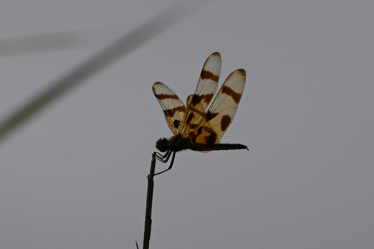 Dragonflies and Damselflies - ML639177707