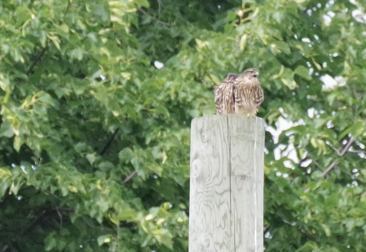 Merlin - ML639177811