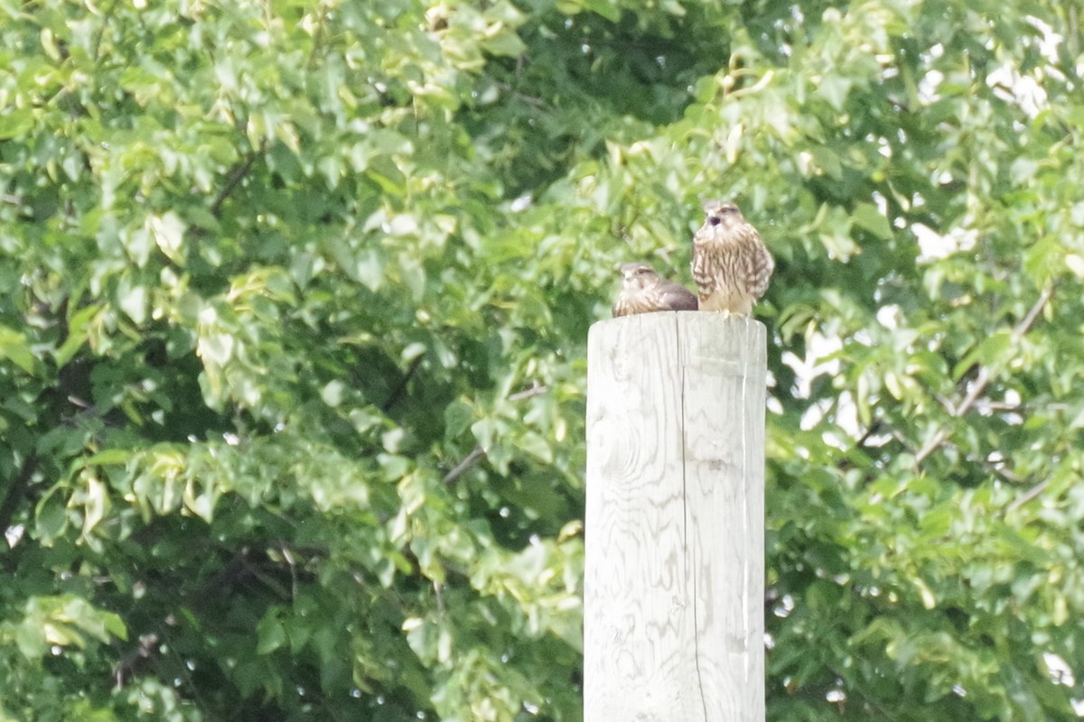 Merlin - ML639177812