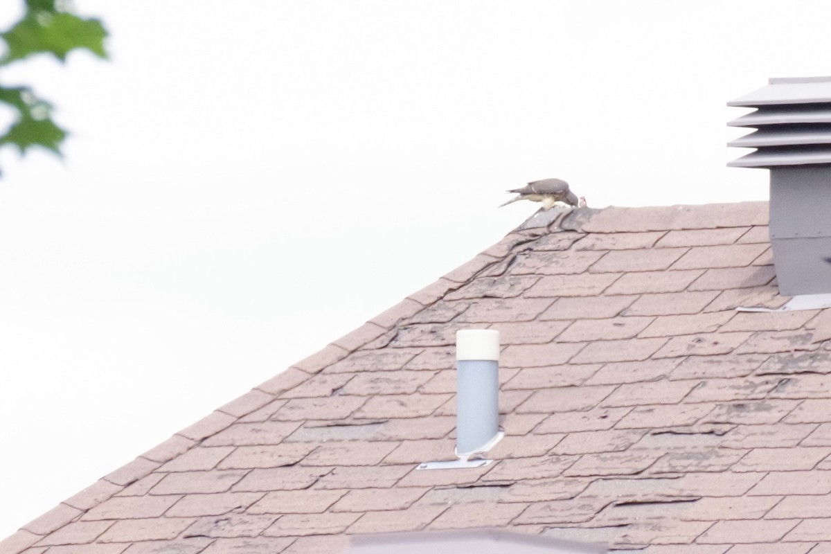 Merlin - ML639177813