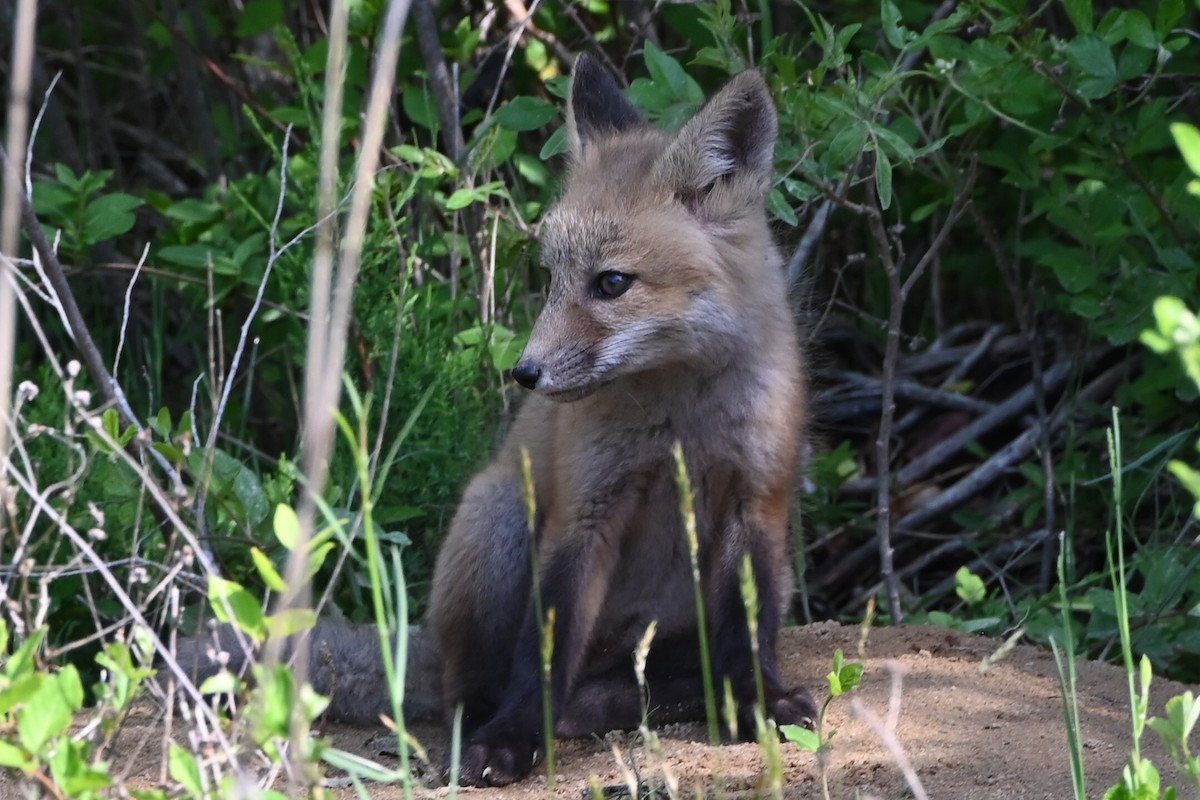 Red Fox - ML639177822