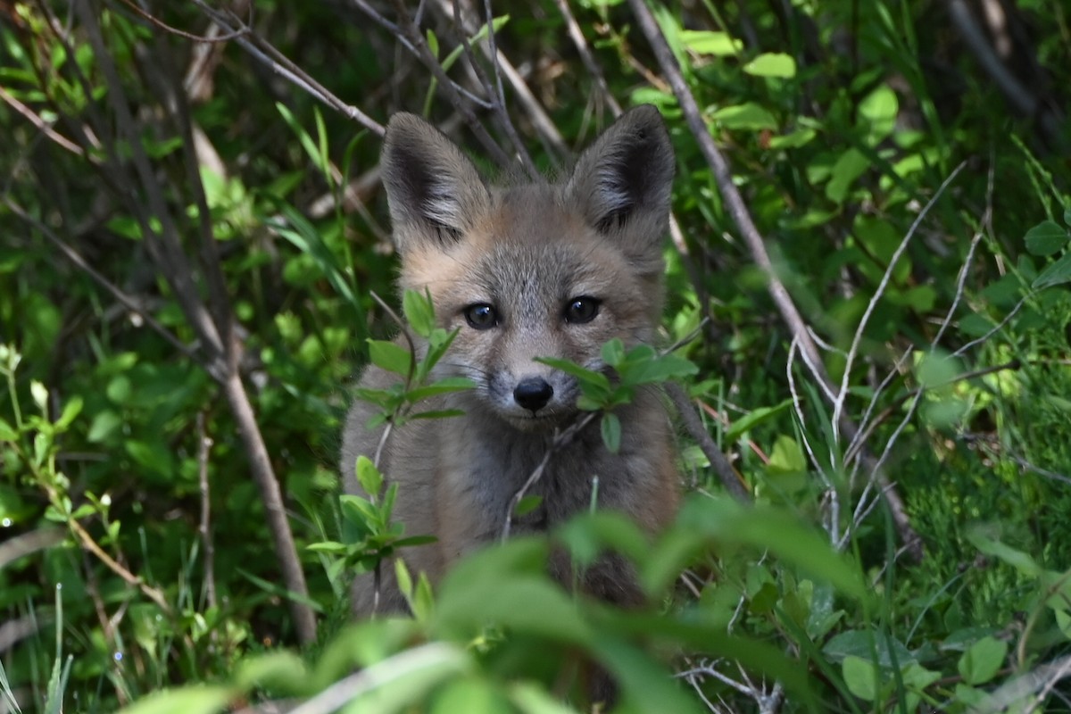 Red Fox - ML639177823