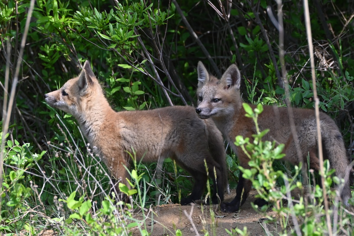 Red Fox - ML639177824