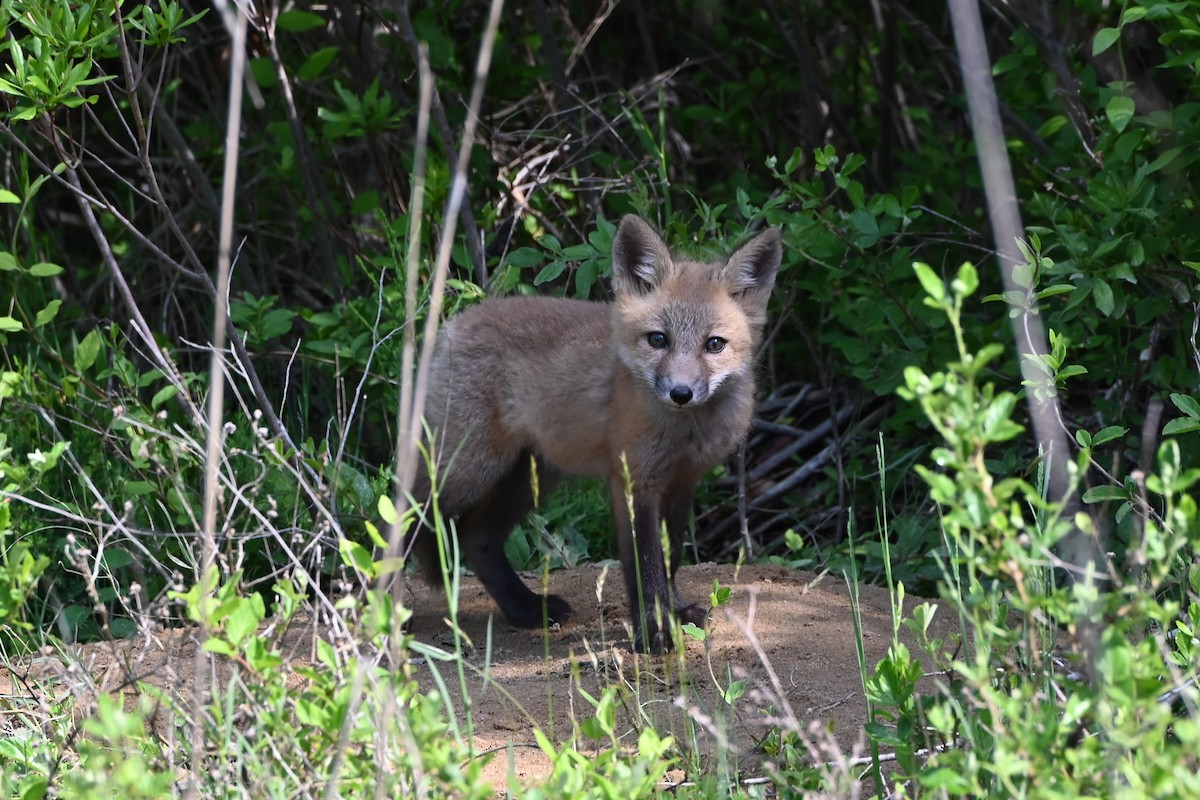 Red Fox - ML639177825