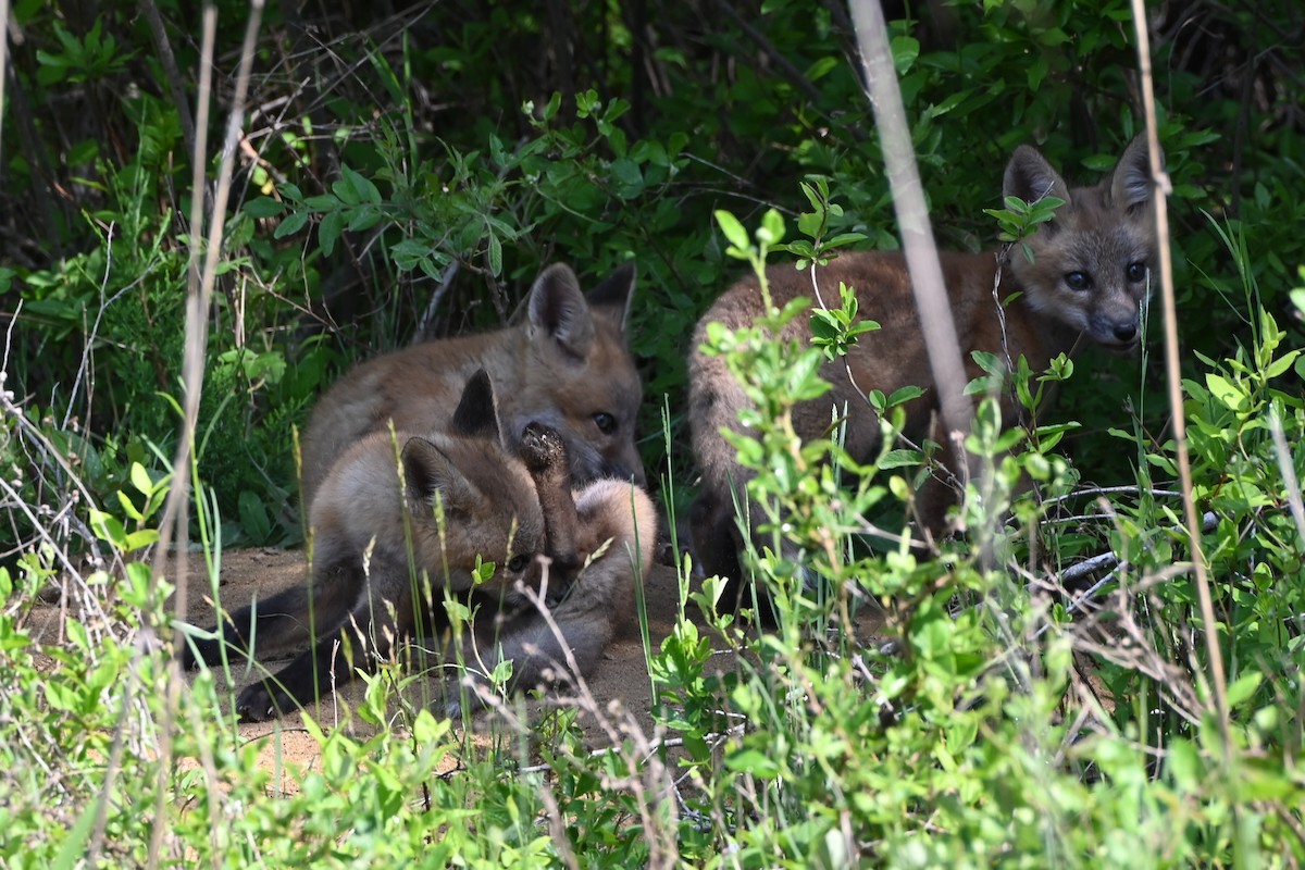 Red Fox - ML639177826