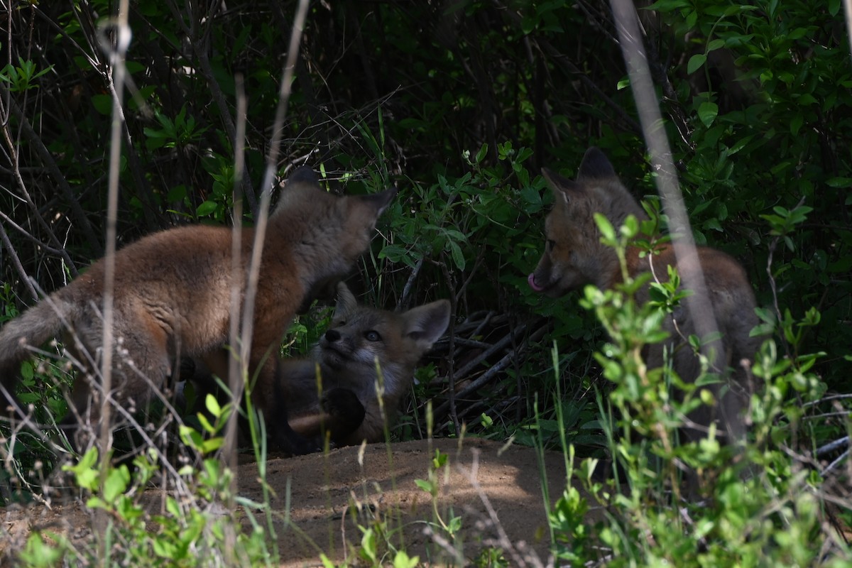 Red Fox - ML639177827
