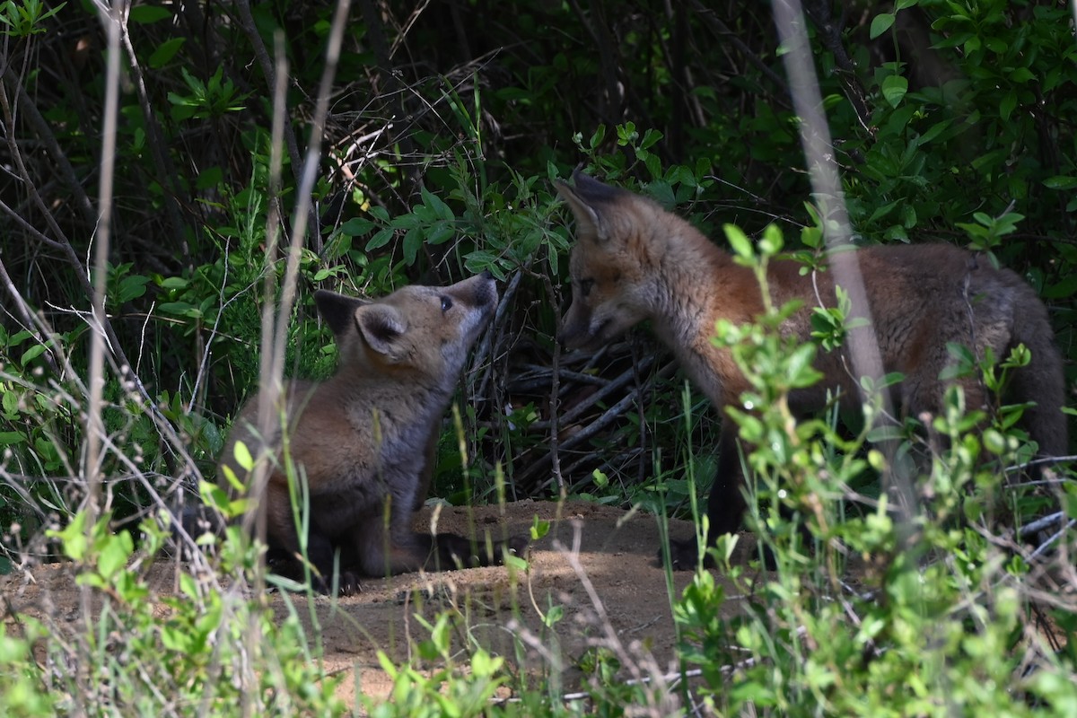 Red Fox - ML639177828