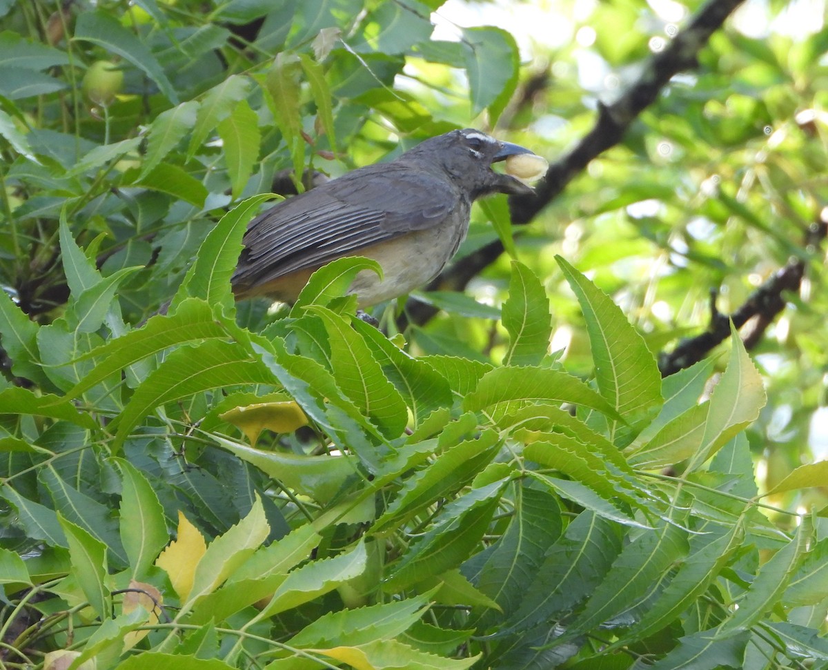 Olive-gray Saltator - ML639177907
