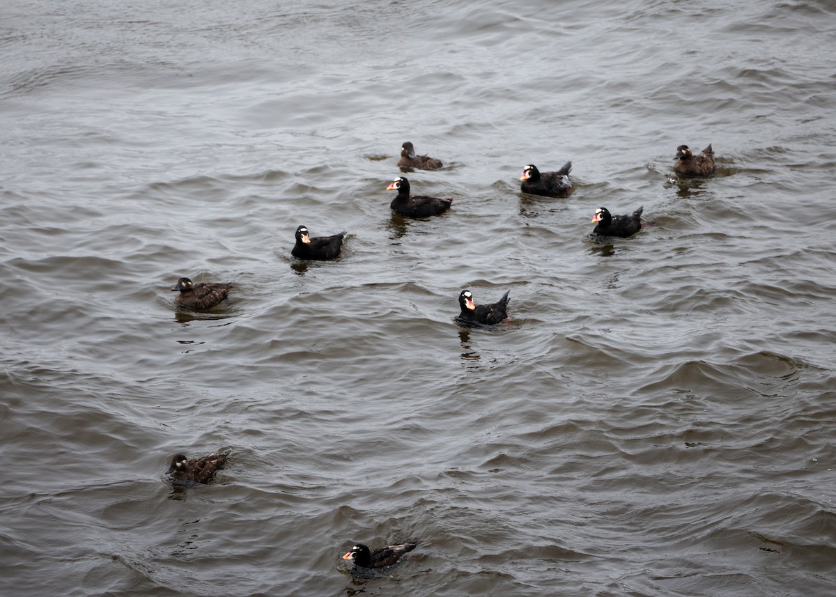 Surf Scoter - ML639177987