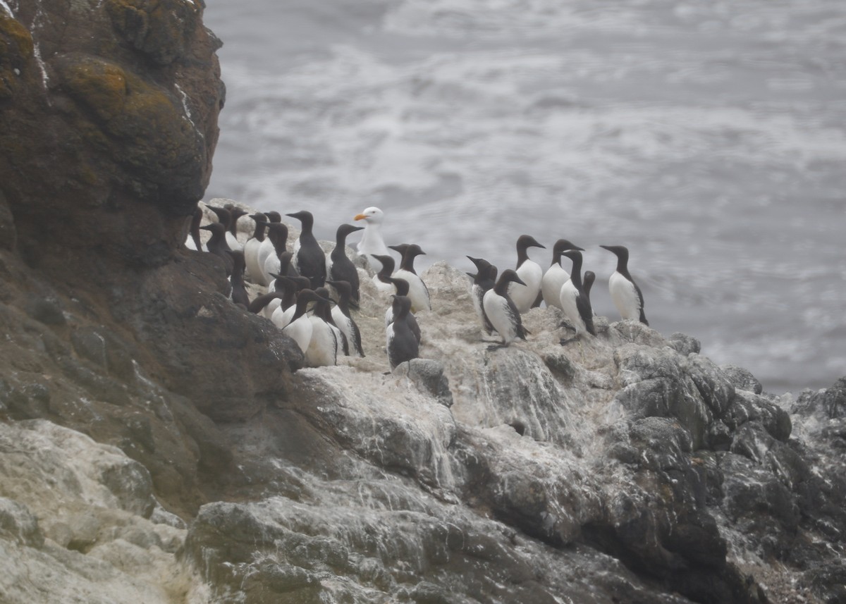 Common Murre - ML639177992