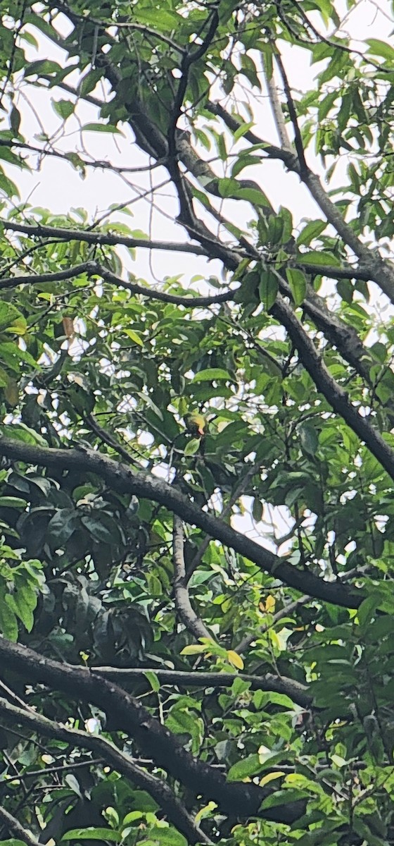 Olive-headed Lorikeet - ML639177993
