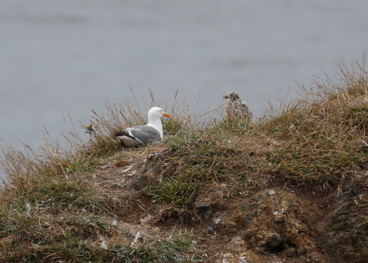 Western Gull - ML639178003