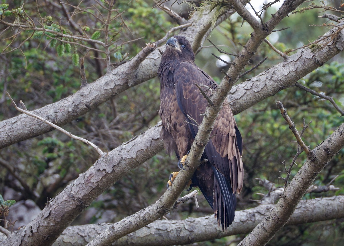 Bald Eagle - ML639178008