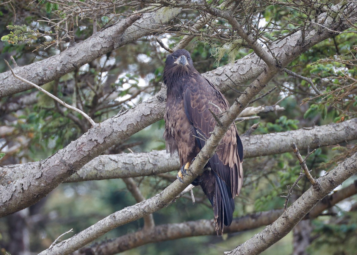 Bald Eagle - ML639178009