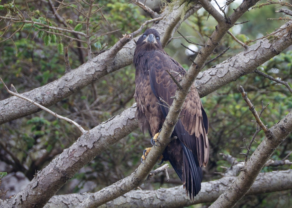 Bald Eagle - ML639178010