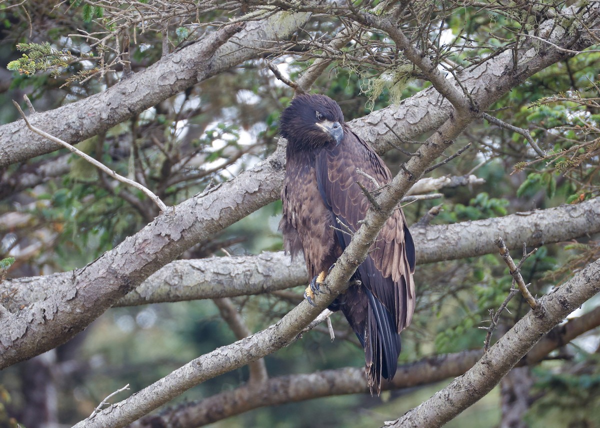 Bald Eagle - ML639178011
