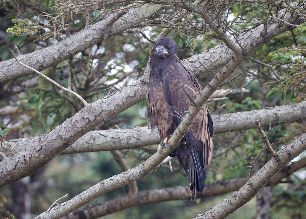 Bald Eagle - ML639178012