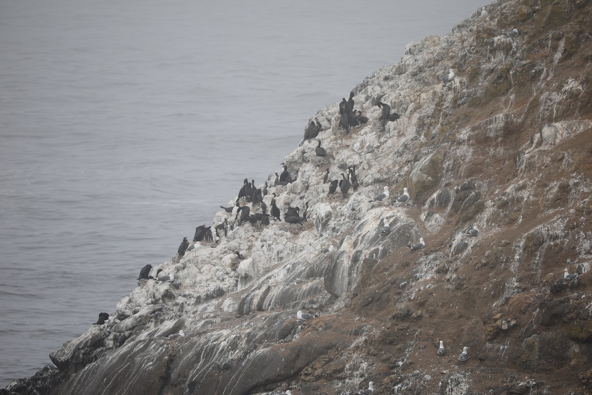 Double-crested Cormorant - ML639178019