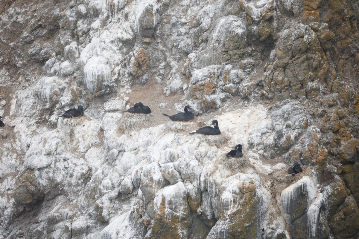 Brandt's Cormorant - ML639178023