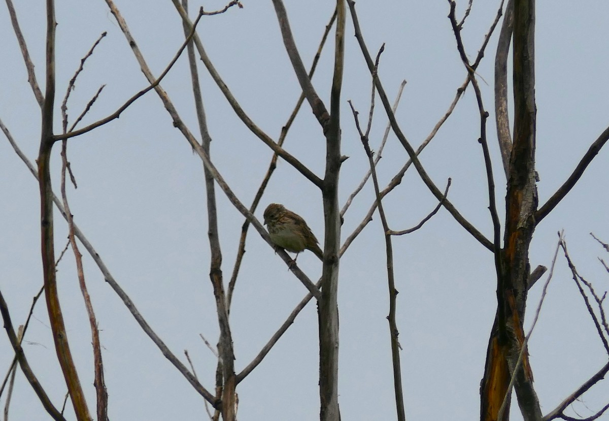 Vesper Sparrow - ML639178164