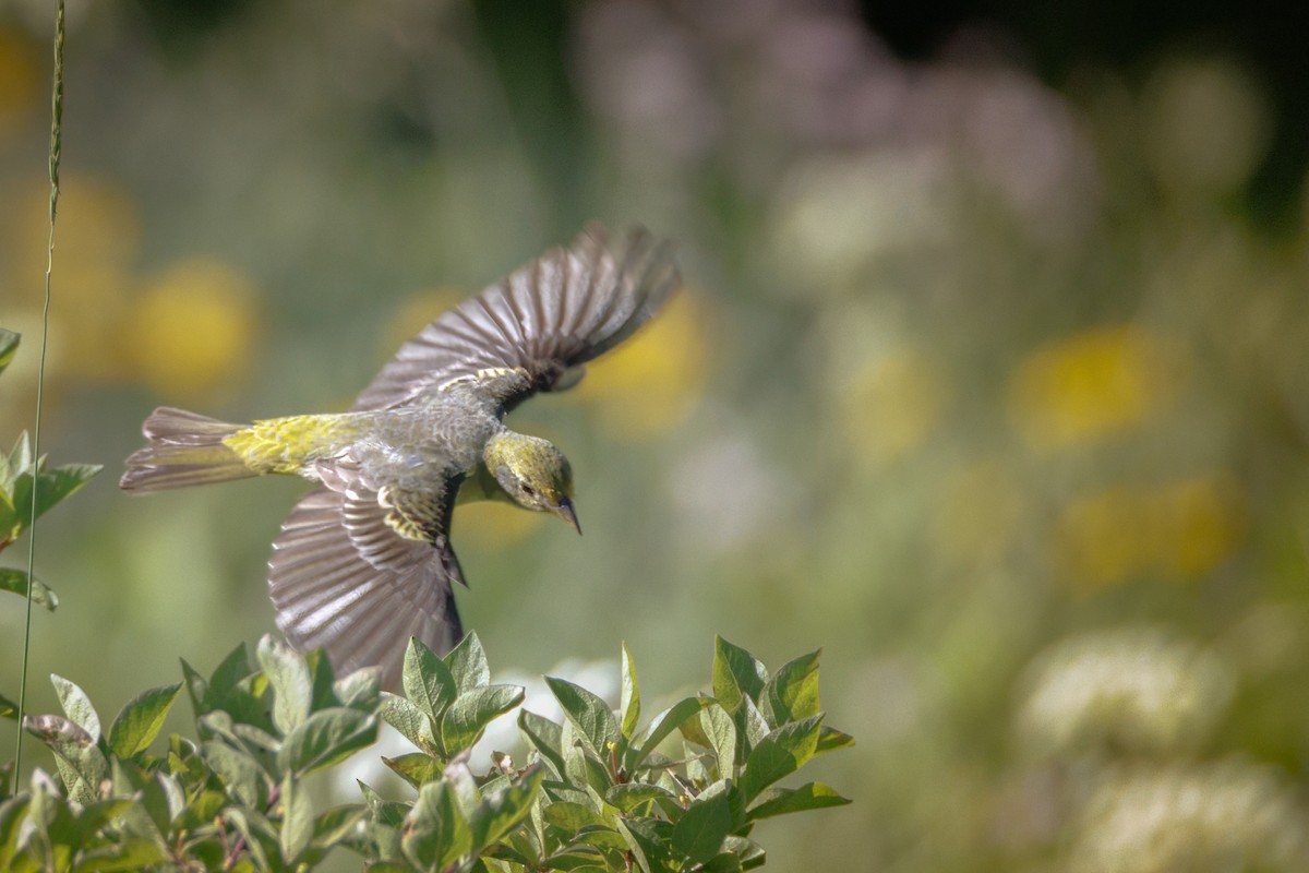 Western Tanager - ML639178189