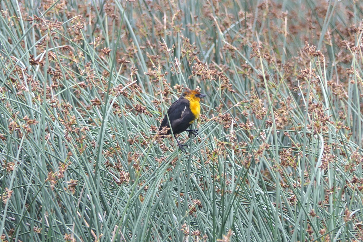 Yellow-headed Blackbird - ML639178203