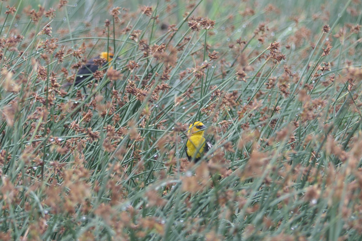 Yellow-headed Blackbird - ML639178205