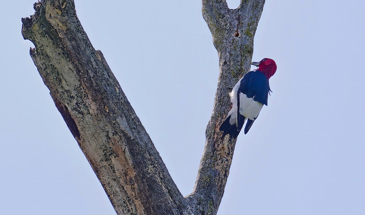 Red-headed Woodpecker - ML639178212