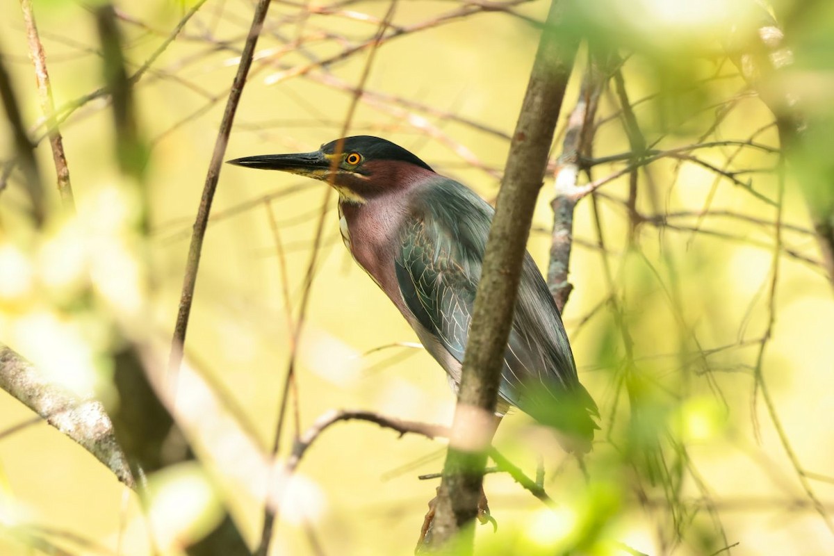 Green Heron - ML639178220