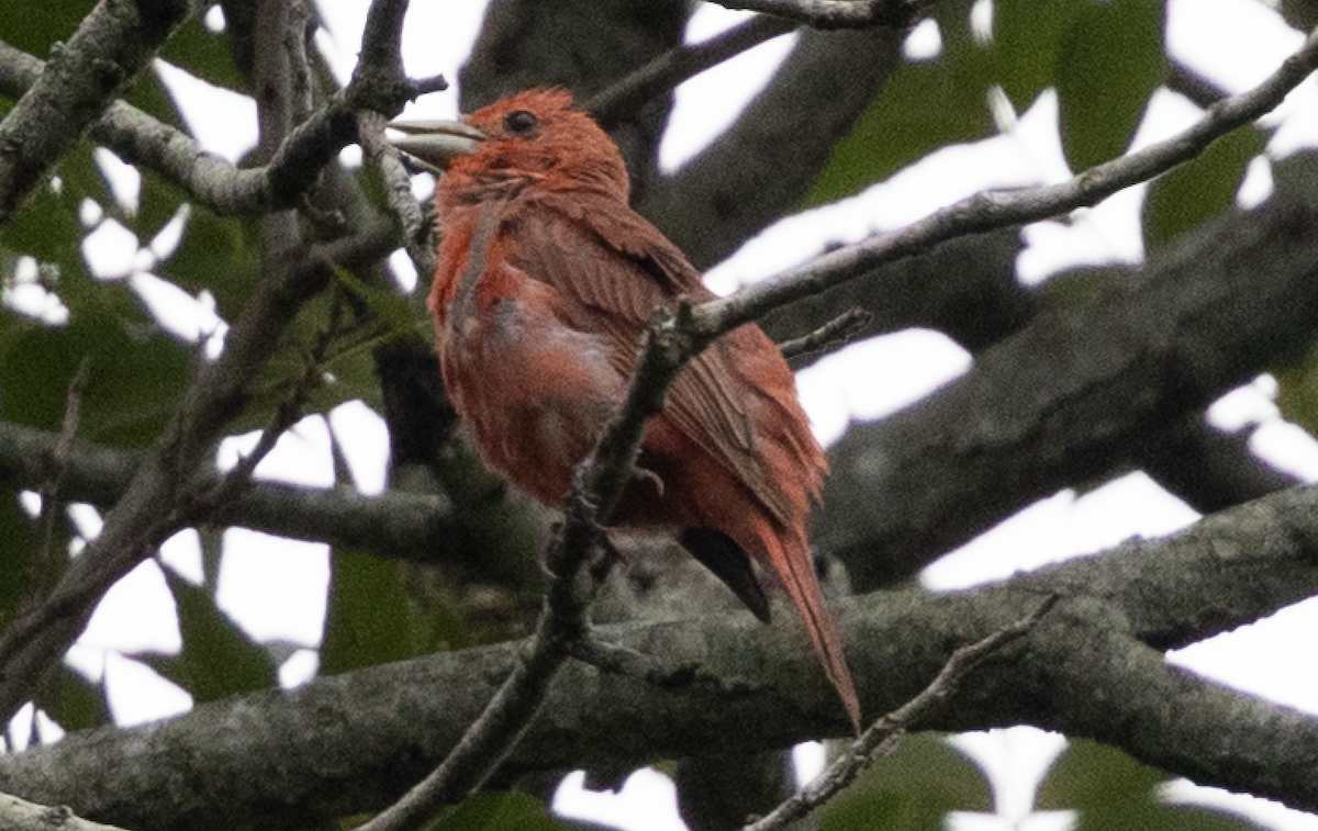 Summer Tanager - ML639178248