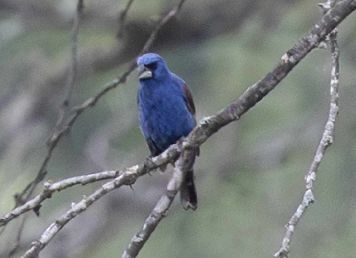 Blue Grosbeak - ML639178257