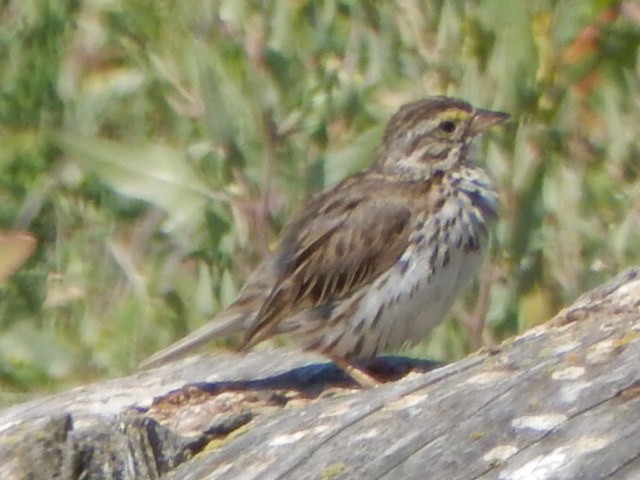 稀樹草鵐 - ML639178549