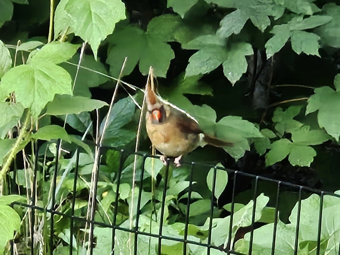 Northern Cardinal - ML639178625