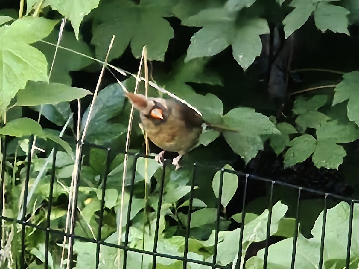 Northern Cardinal - ML639178626