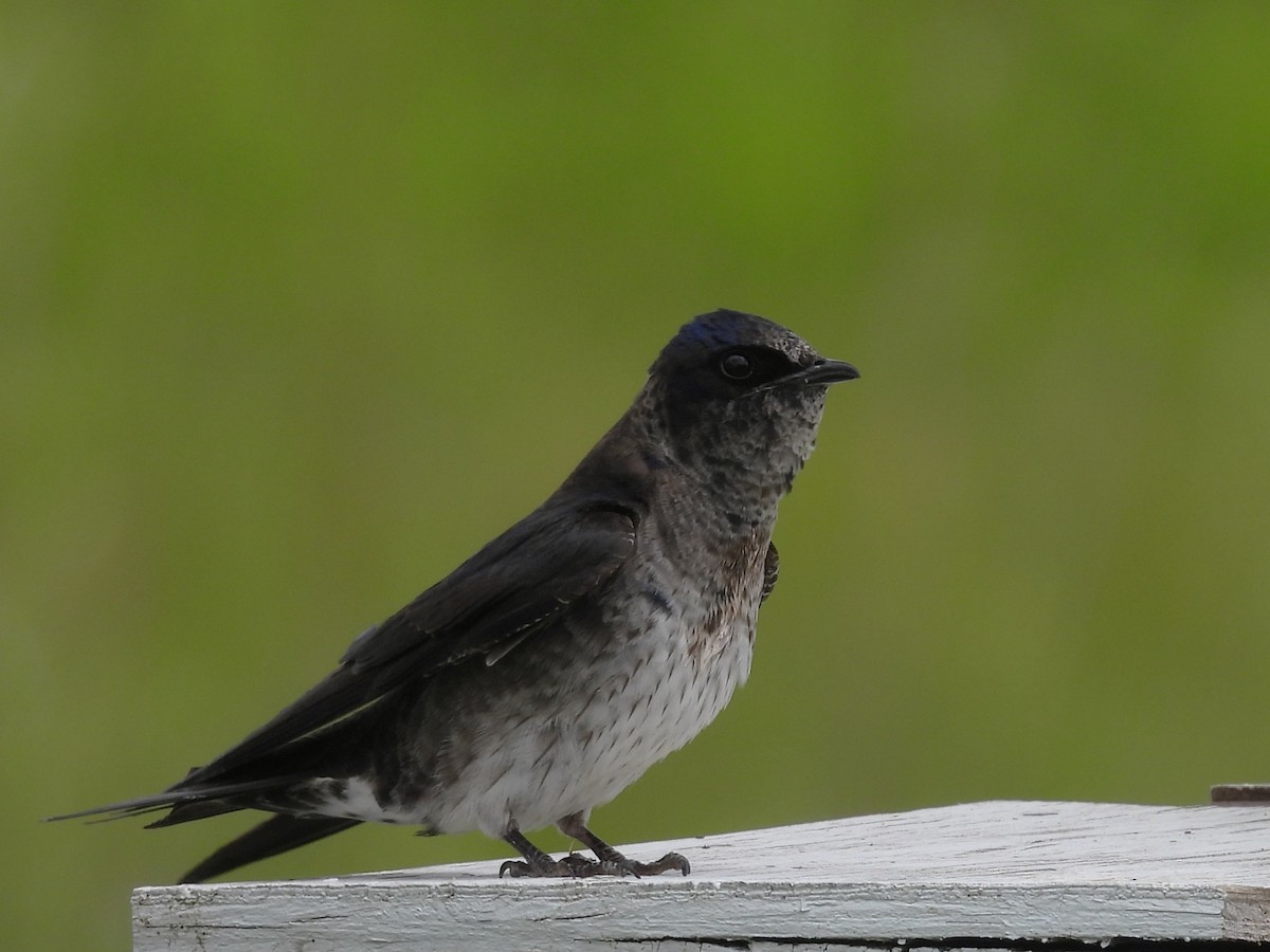 Purple Martin - ML639178645
