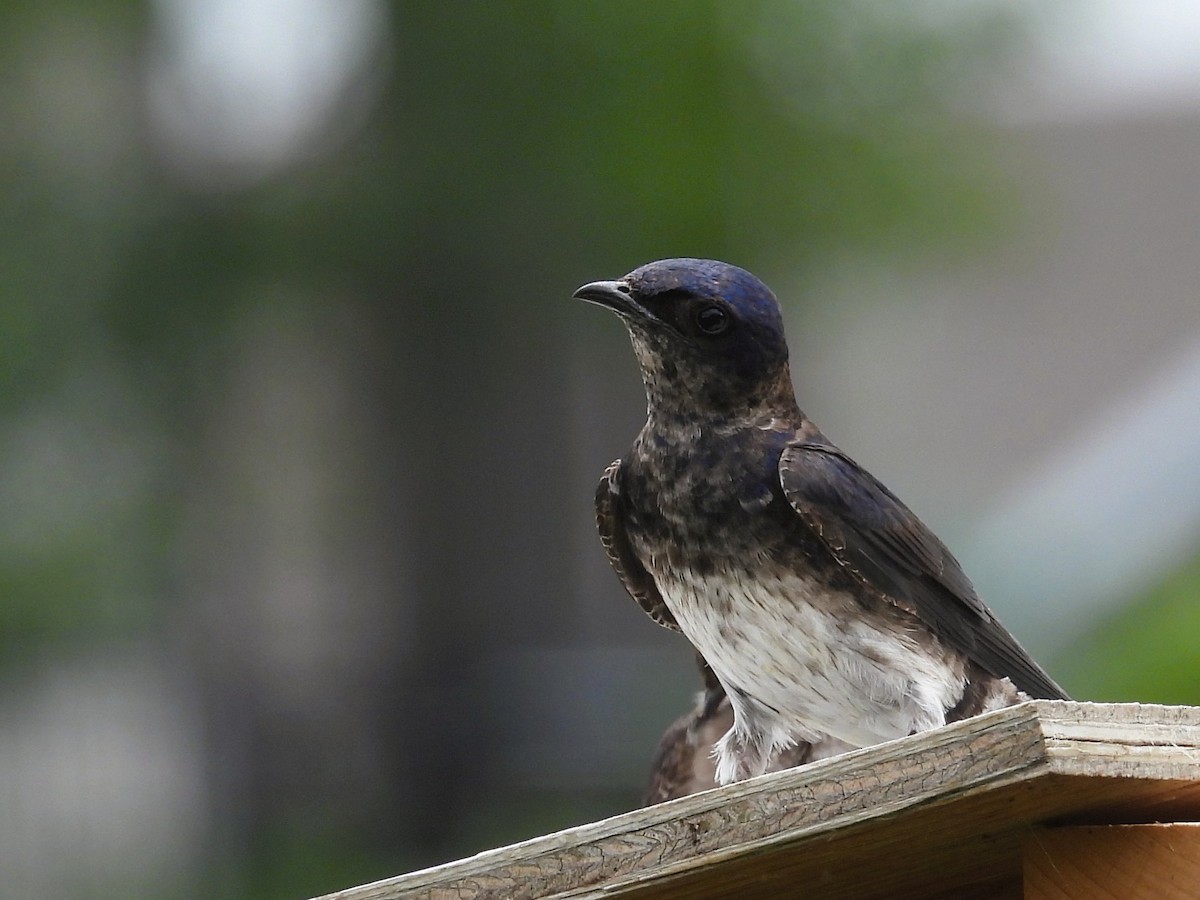 Purple Martin - ML639178646