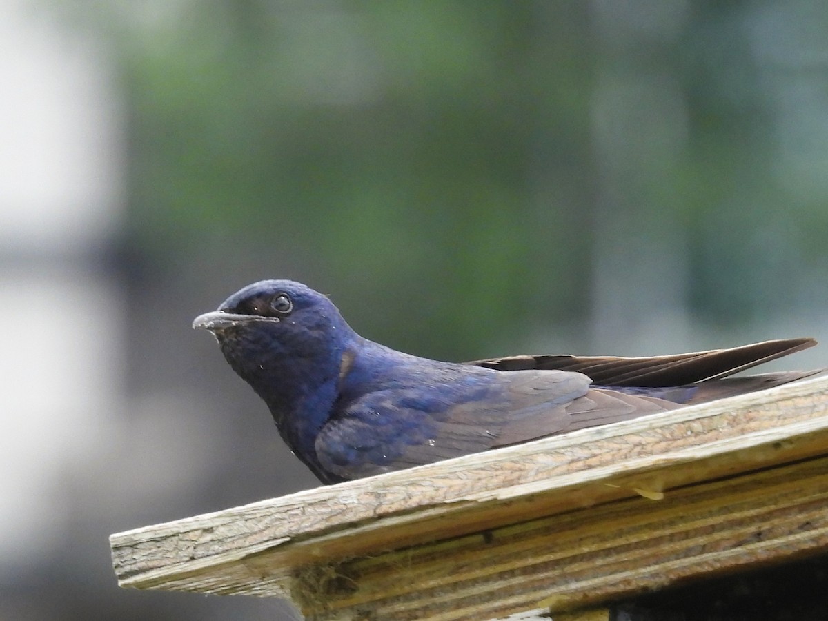 Purple Martin - ML639178647