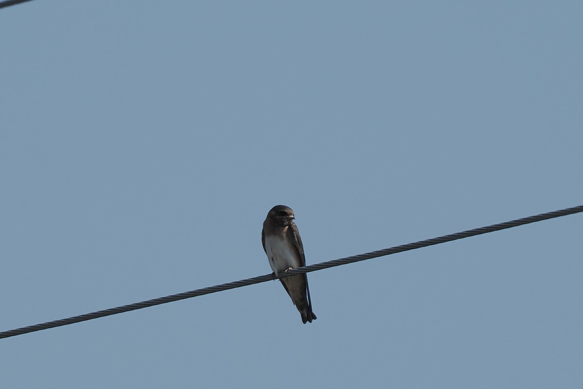 Cliff Swallow - ML639178681