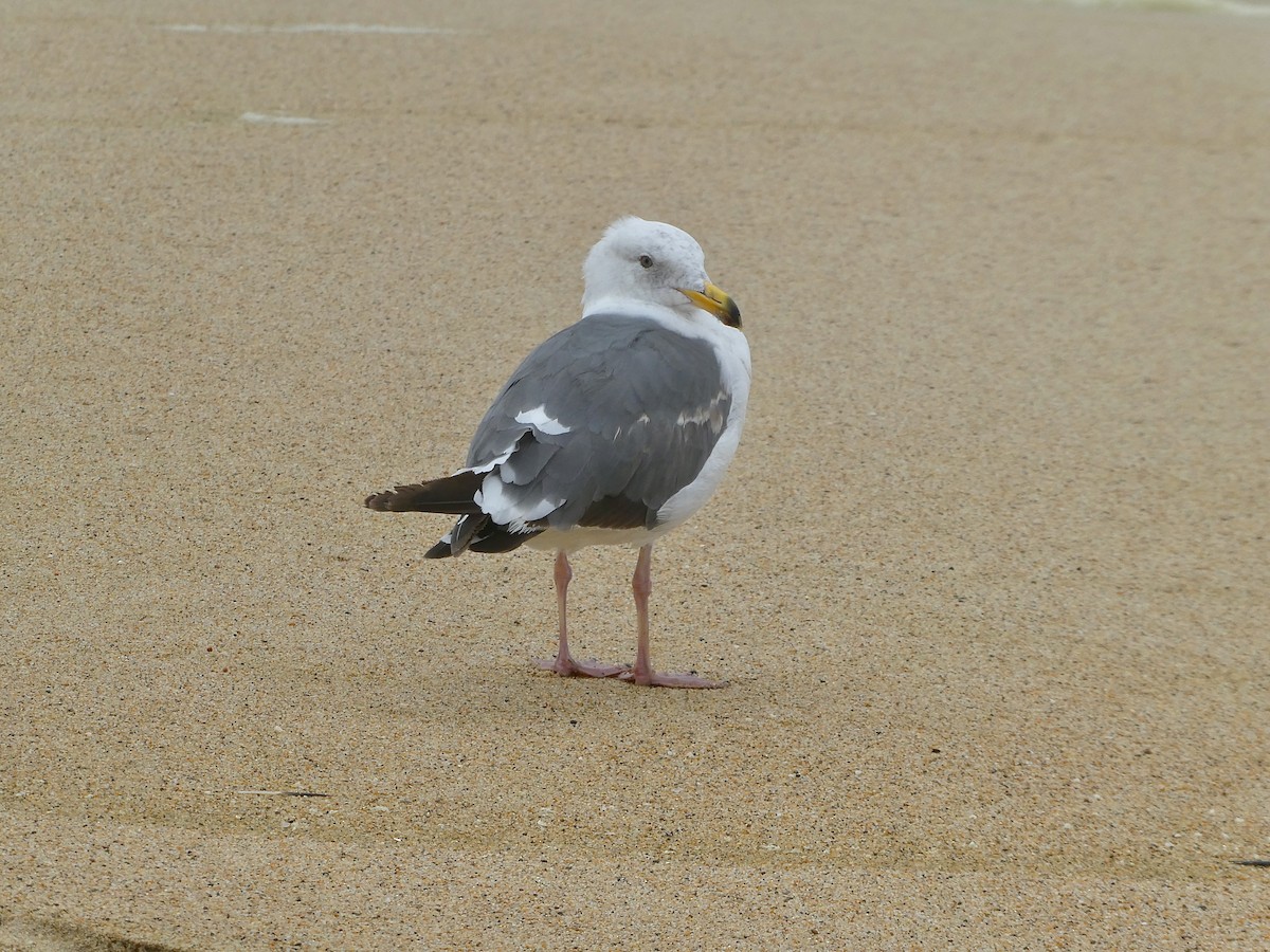Western Gull - ML639178702