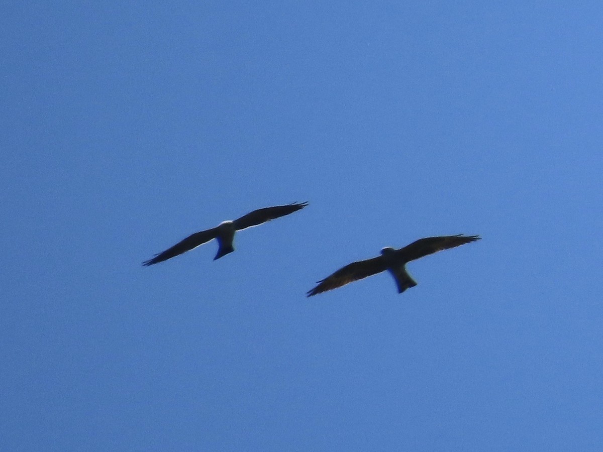 Mississippi Kite - ML639178709