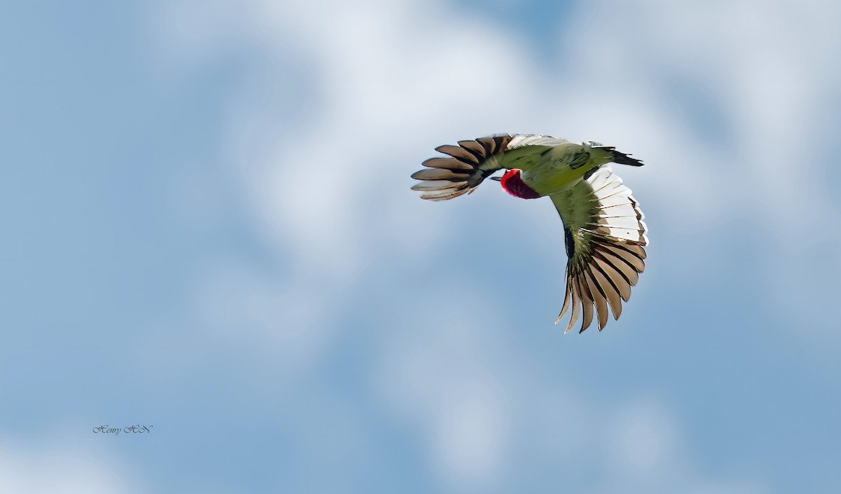 Red-headed Woodpecker - ML639178721