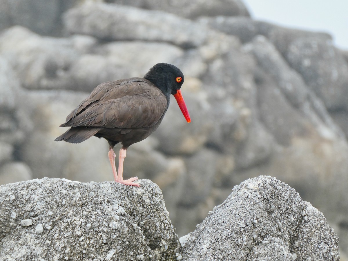 Black Oystercatcher - ML639178852