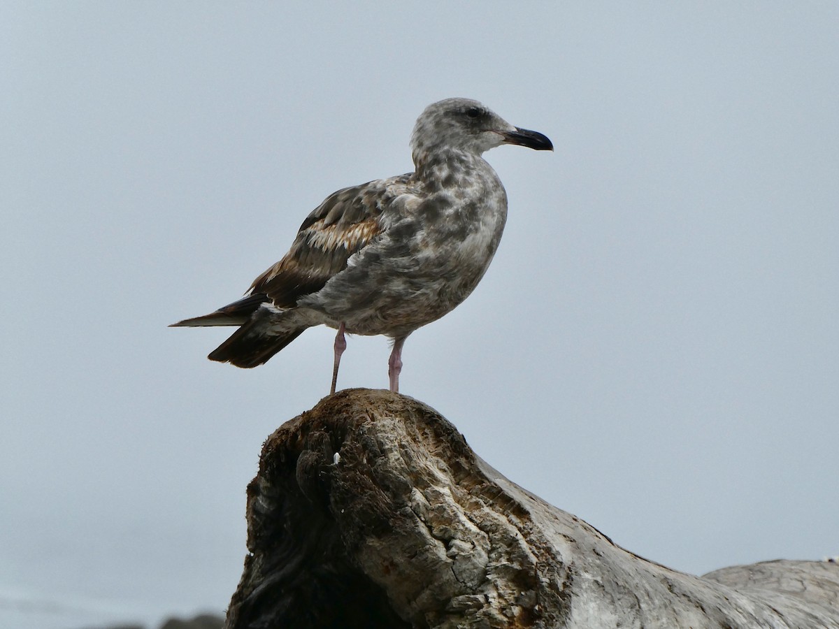 Western Gull - ML639178905