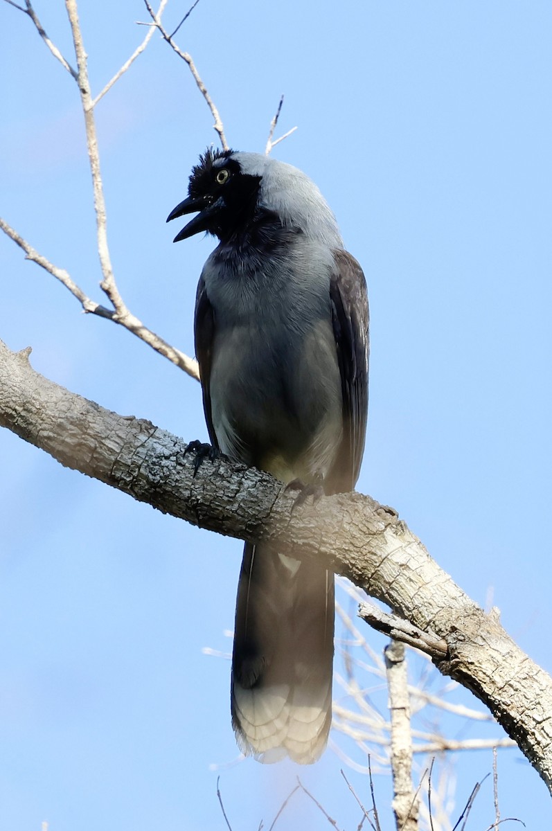 Azure-naped Jay (Campina) - ML639178934