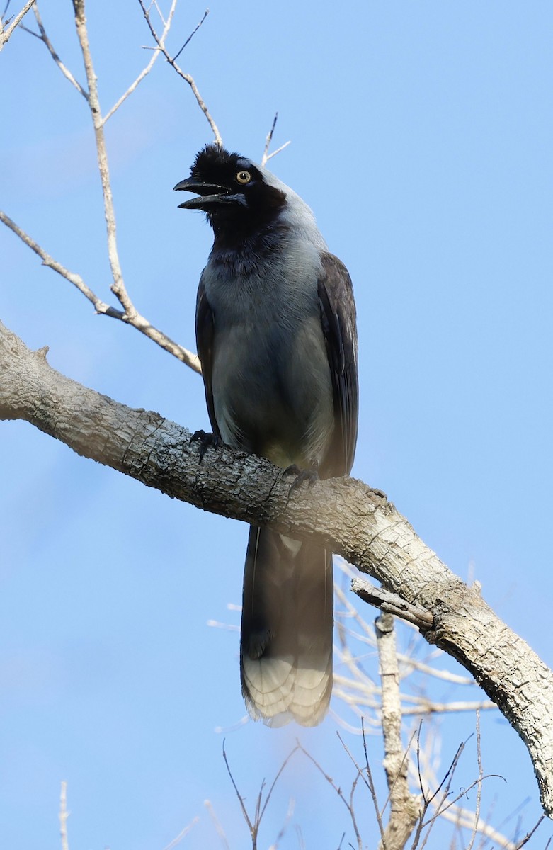 Azure-naped Jay (Campina) - ML639178935