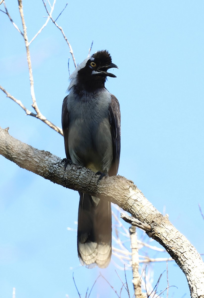 Azure-naped Jay (Campina) - ML639178936