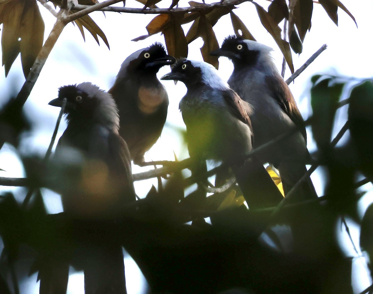 Azure-naped Jay (Campina) - ML639178937