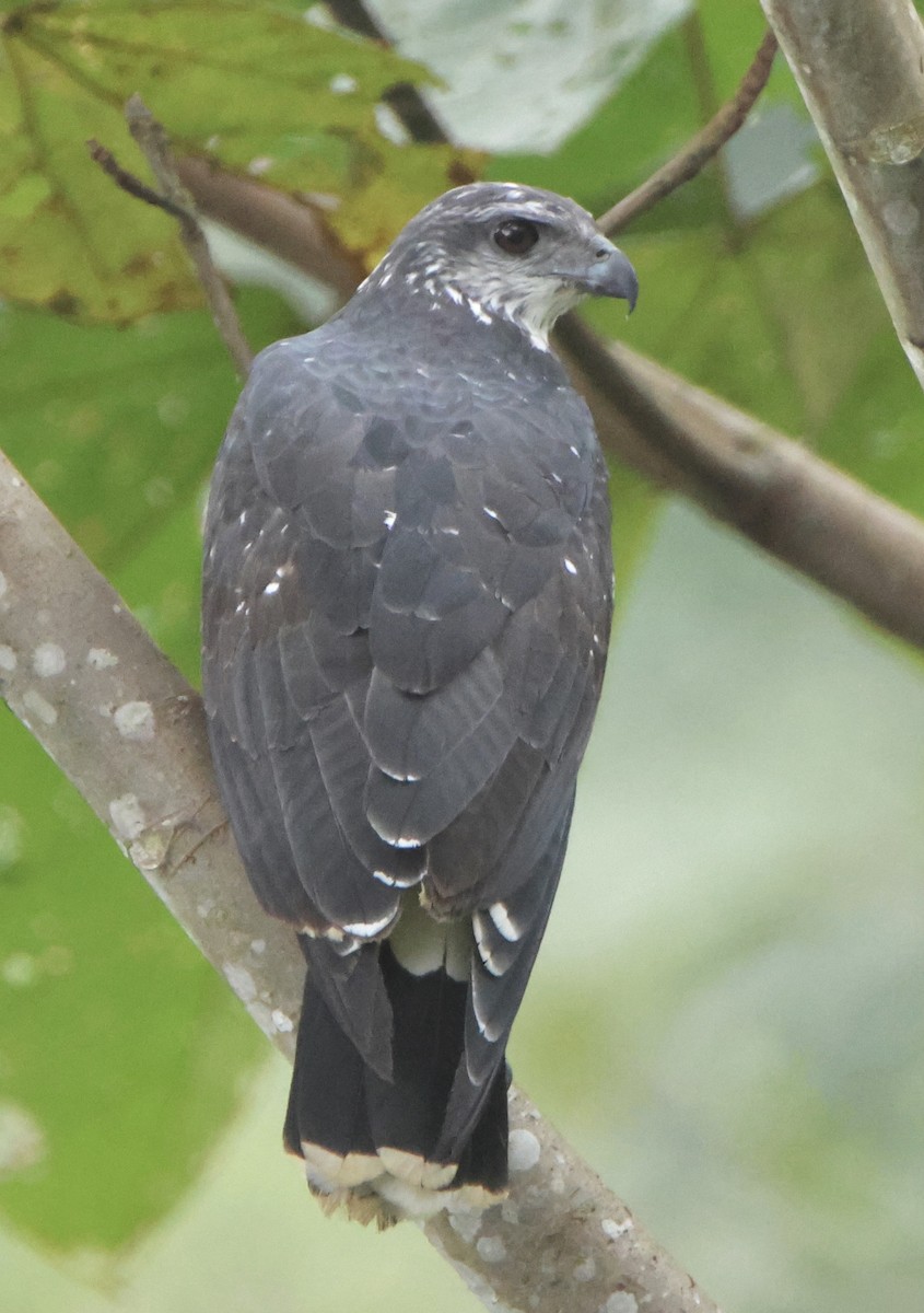 Gray-backed Hawk - ML639179156