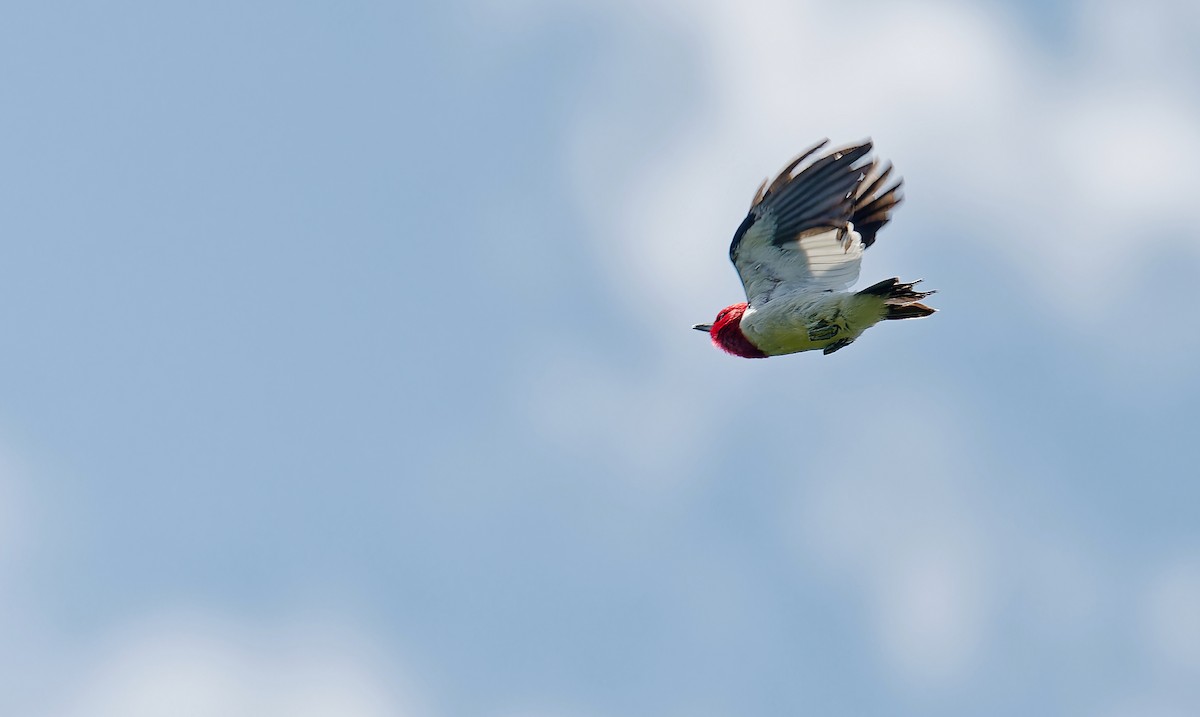 Red-headed Woodpecker - ML639179178