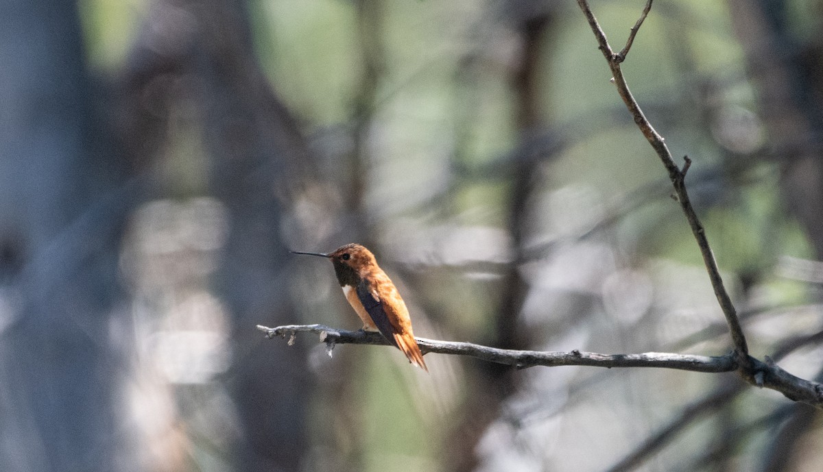 kalypta rezavolesklá - ML639179189